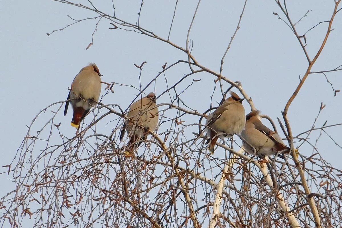 Птицы томска фото Bohemian Waxwing (Bombycilla garrulus). Birds of Siberia.