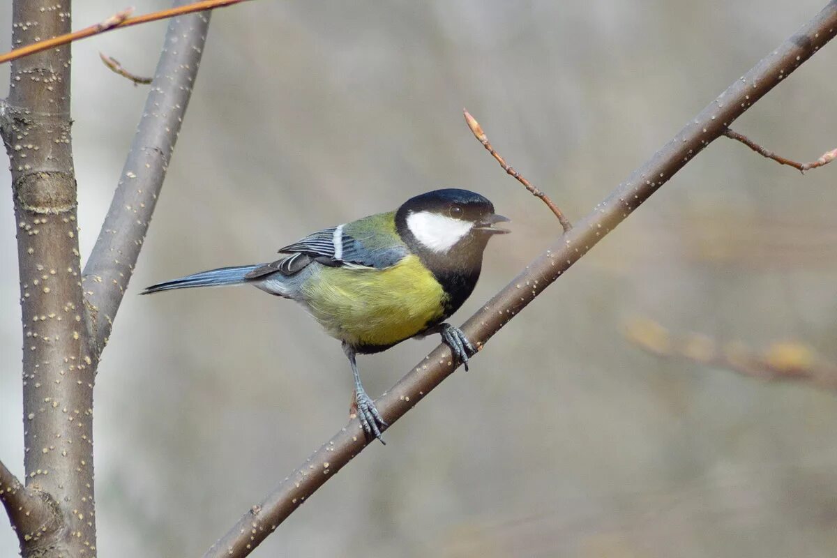 Птицы томска фото Great Tit (Parus major). Birds of Siberia.