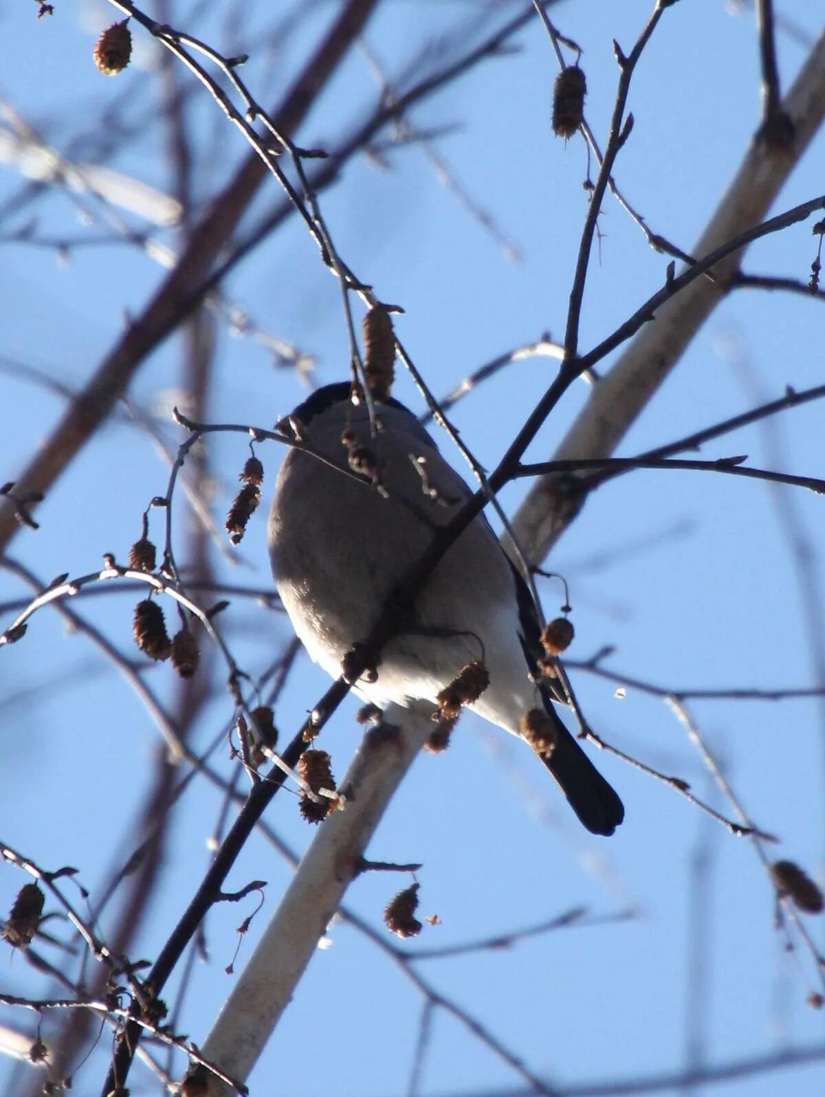 Птицы томска фото Baikal Bullfinch (Pyrrhula cineracea). Birds of Siberia.