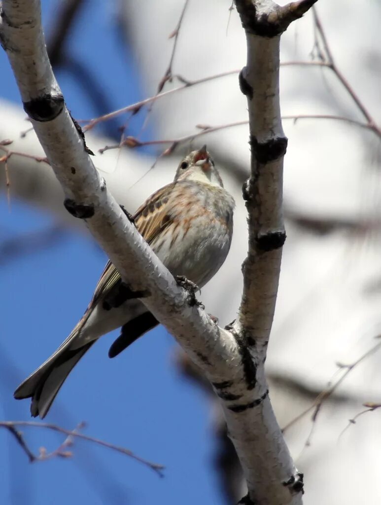 Птицы томска фото Hybrid Bunting (Emberiza (citrinella x leucocephala)). Birds of Siberia.