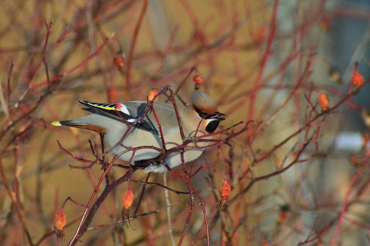 Птицы томска фото Bohemian Waxwing (Bombycilla garrulus). Birds of Siberia.