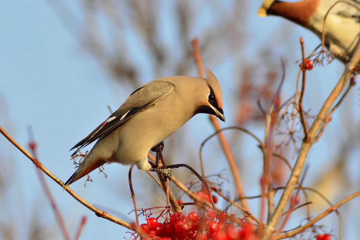 Птицы томска фото Bohemian Waxwing (Bombycilla garrulus). Birds of Siberia.