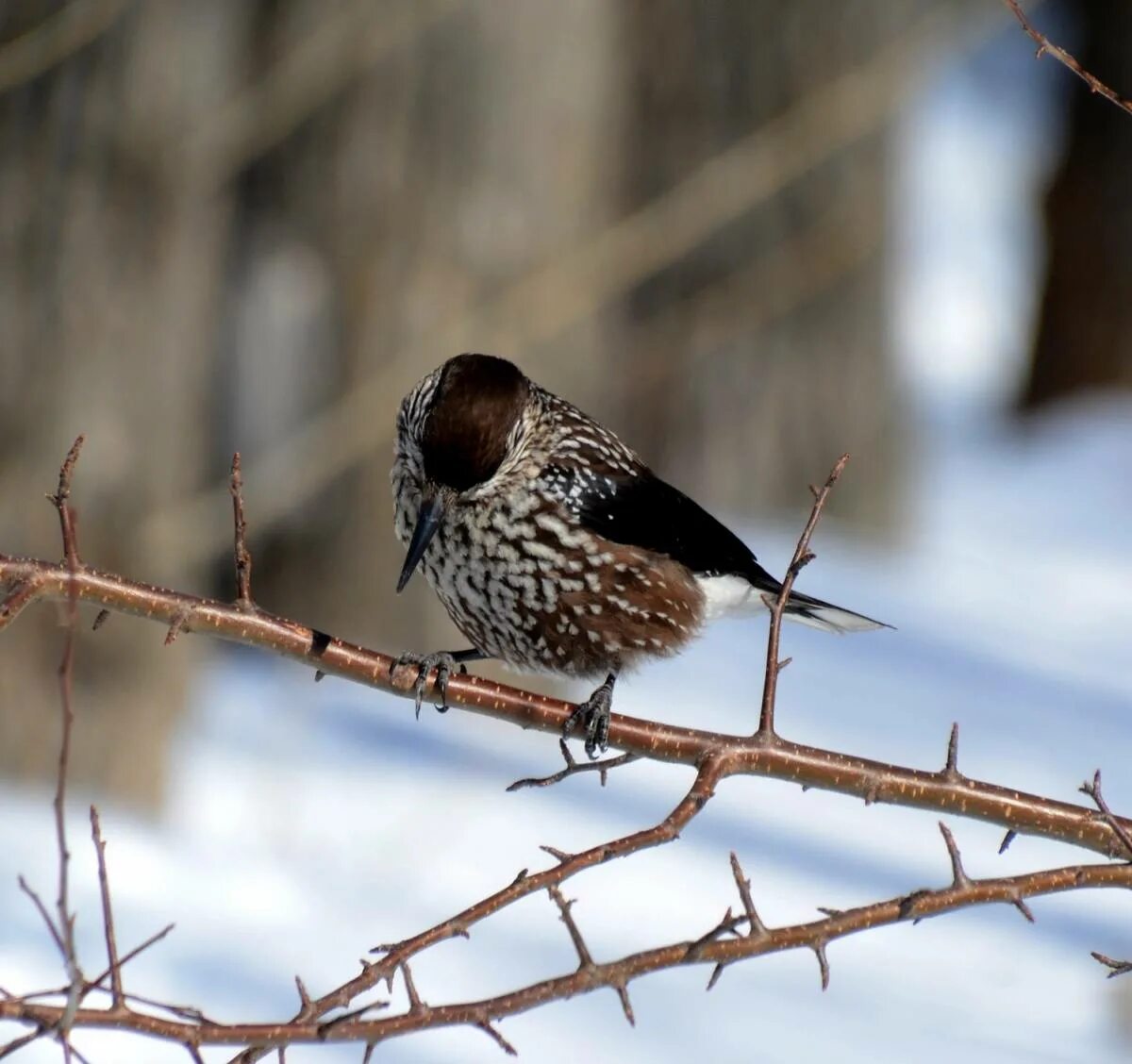 Птицы томска фото Spotted Nutcracker (Nucifraga caryocatactes). Birds of Siberia.