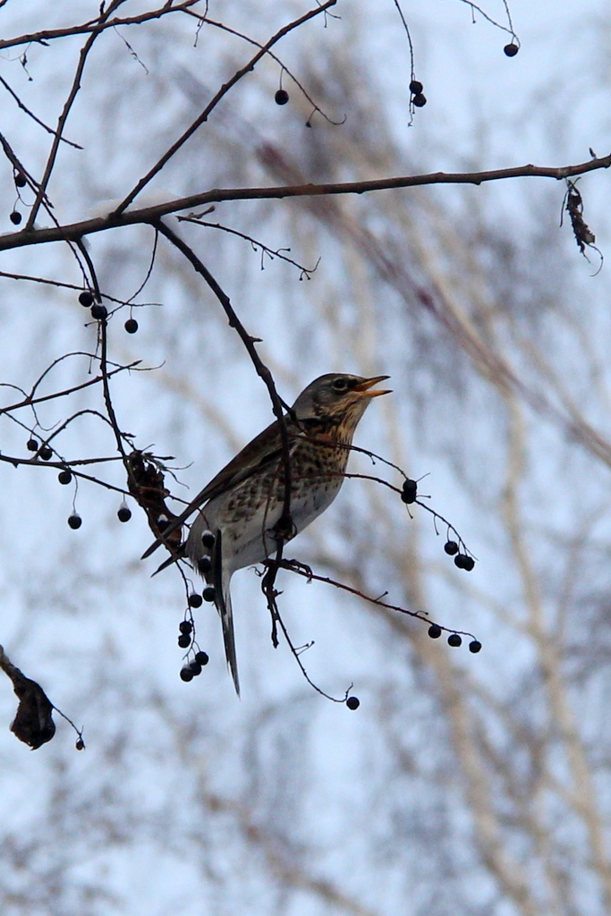 Птицы томска фото Рябинник (Turdus pilaris). Птицы Сибири.