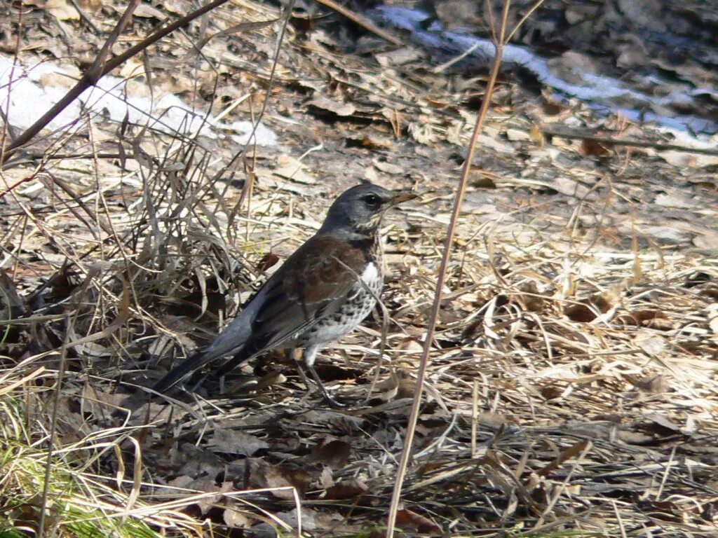 Птицы томска фото Fieldfare (Turdus pilaris). Birds of Siberia.