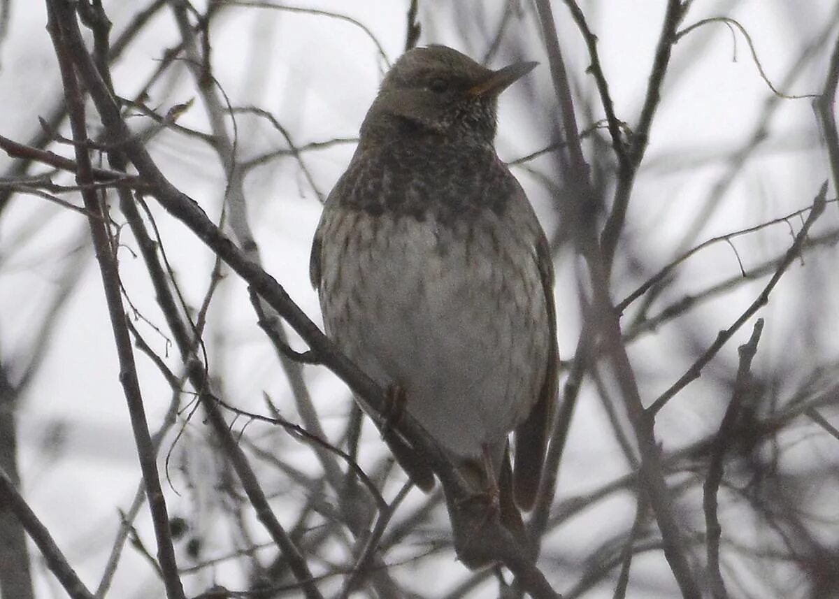 Птицы томской области фото с названиями Black-throated Thrush (Turdus atrogularis). Birds of Siberia.