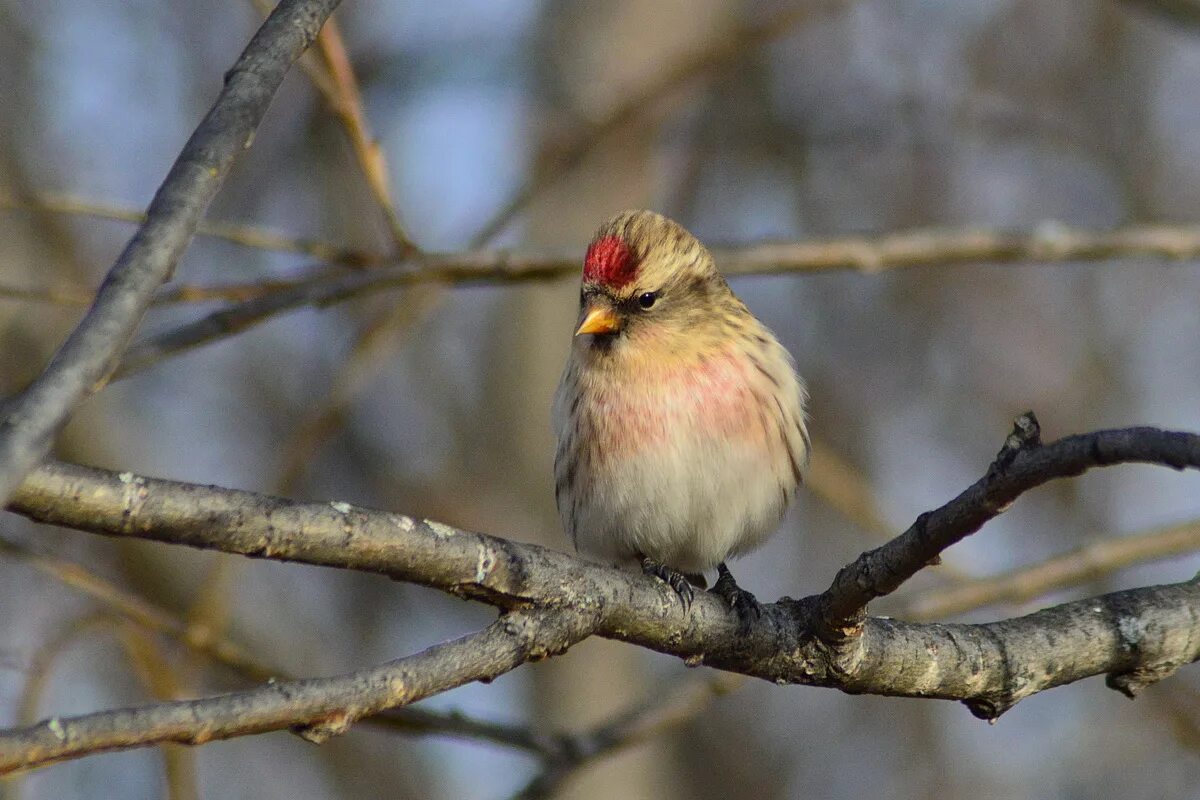 Птицы томской области фото с названиями Common Redpoll (Acanthis flammea). Birds of Siberia.