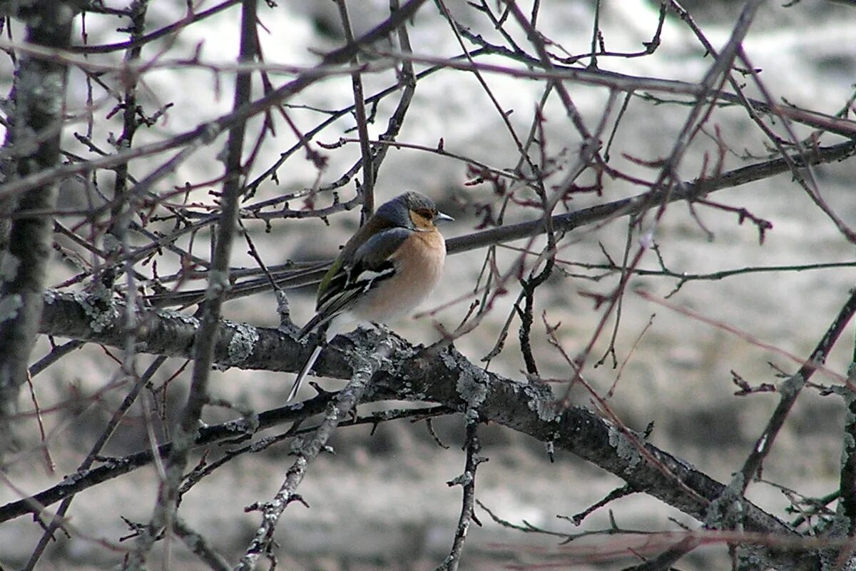 Птицы томской области фото с названиями Common Chaffinch (Fringilla coelebs). Birds of Siberia.