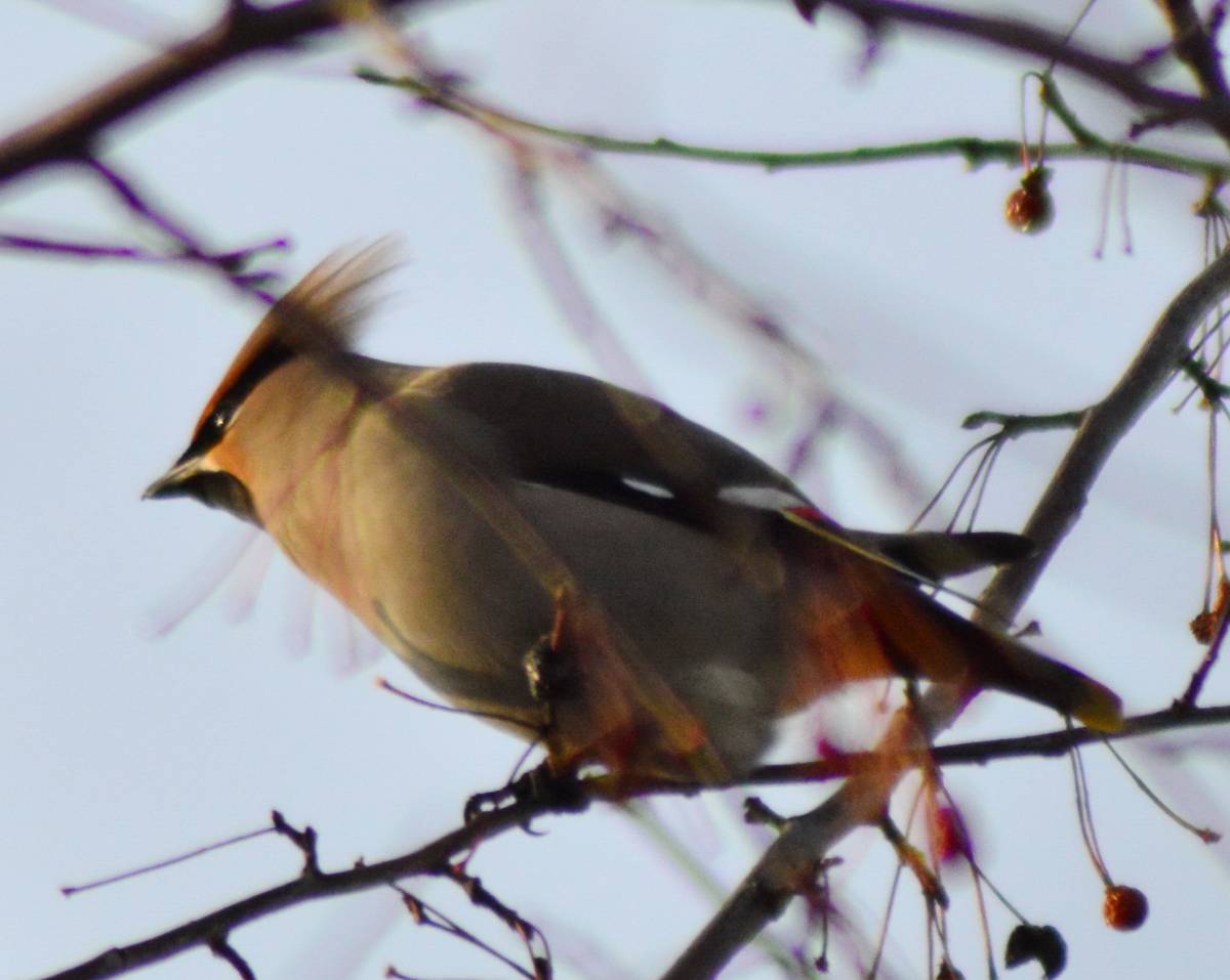 Птицы томской области фото с названиями Bohemian Waxwing (Bombycilla garrulus). Birds of Siberia.