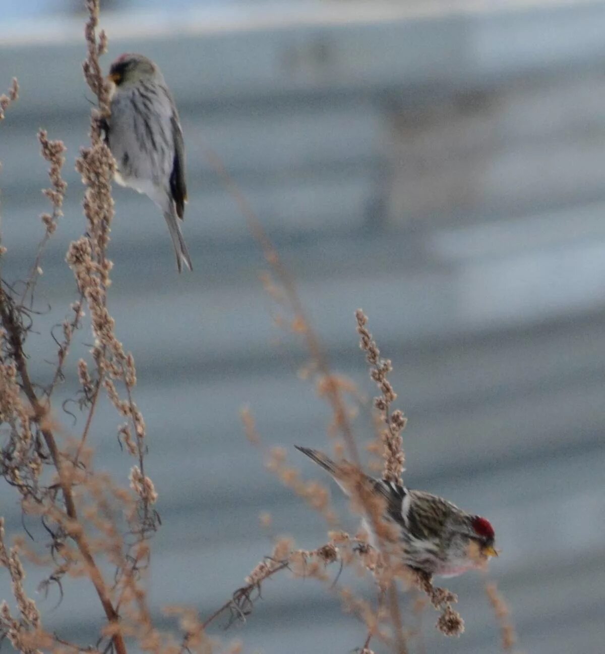 Птицы томской области фото с названиями Common Redpoll (Acanthis flammea). Birds of Siberia.