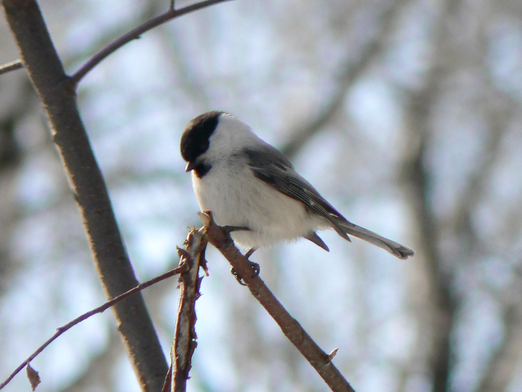 Птицы томской области фото с названиями Willow Tit (Parus montanus). Birds of Siberia.