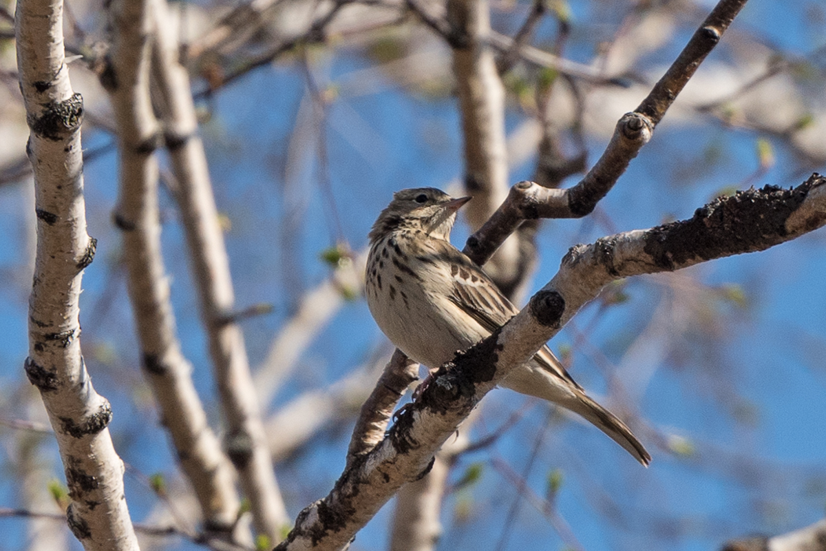 Птицы томской области фото с названиями Tree Pipit (Anthus trivialis). Birds of Siberia.