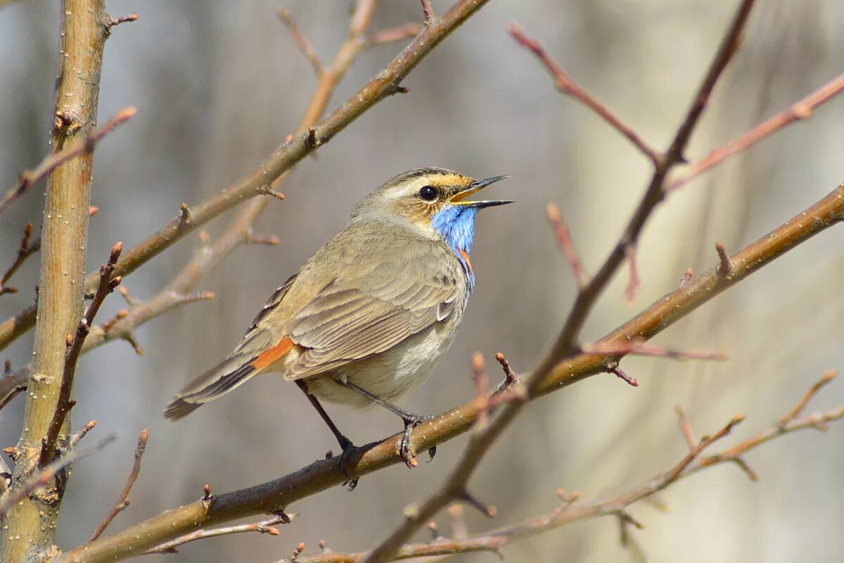 Птицы томской области фото с названиями Bluethroat (Luscinia svecica). Birds of Siberia.