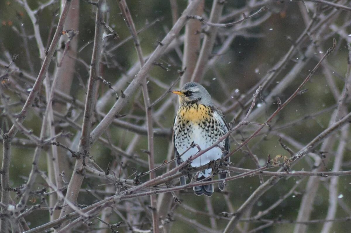 Птицы томской области фото с названиями Рябинник (Turdus pilaris). Птицы Сибири.