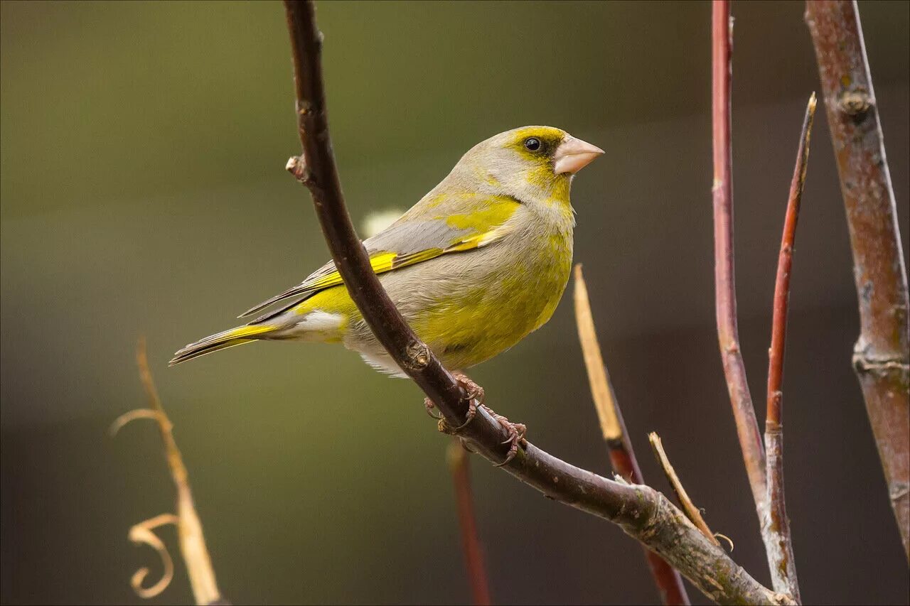 Птицы тульской области фото с названиями NEXclub - конкурс. Бёрдинг Birding апрель 2014-апрель 2015 Страница 2 SonyClub