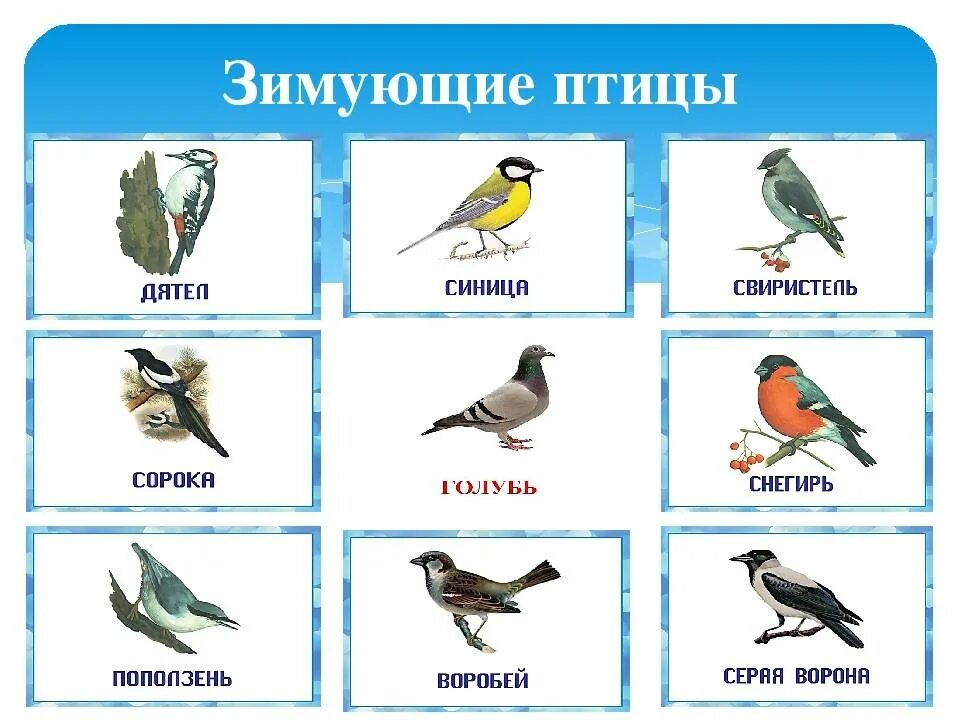 Птицы тульской области фото с названиями зимующие Урок русского языка в 1 классе. "Работа над деформированным предложением"