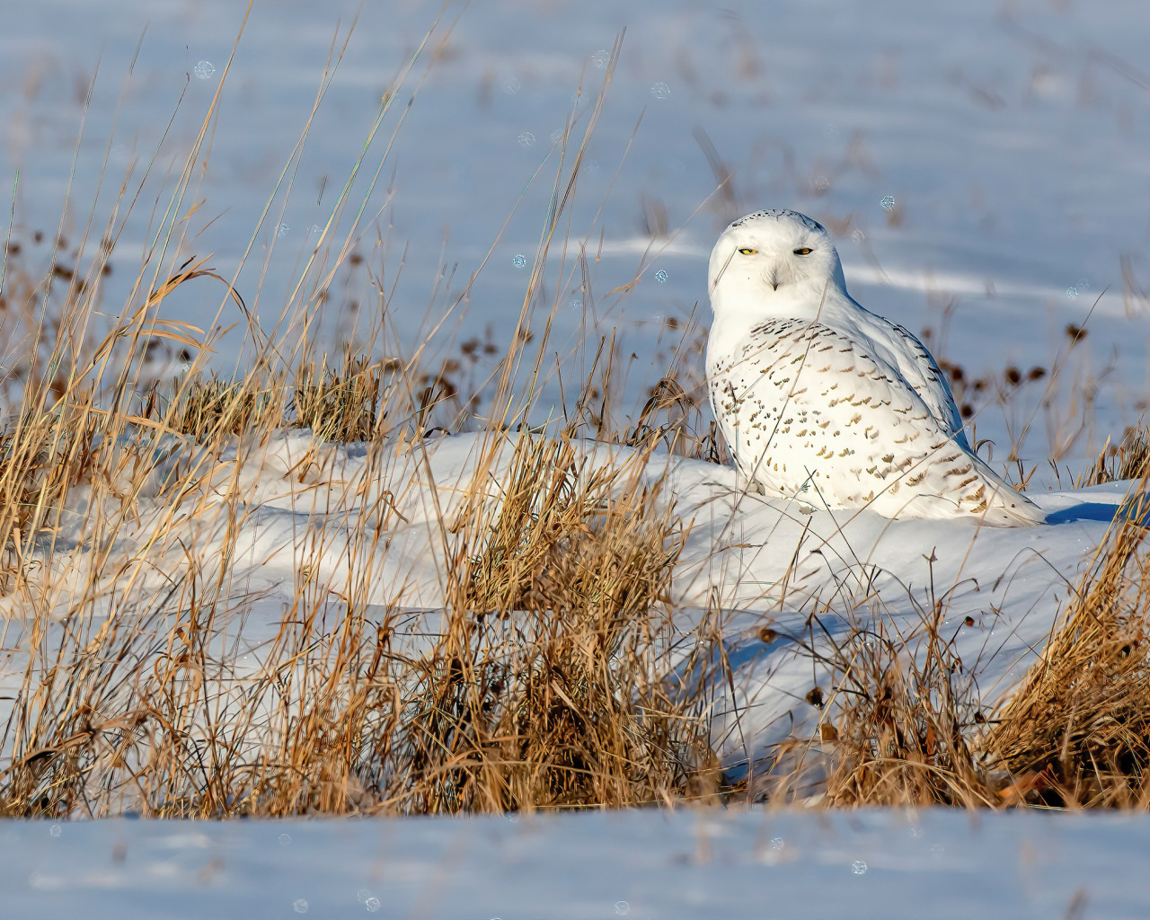 Птицы тундры фото Download wallpaper winter, field, snow, owl, bird, the snow, white, polar, secti