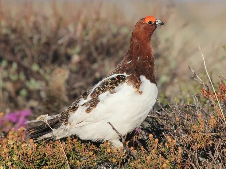 Птицы тундры фото Willow Ptarmigan - eBird 柳 雷 鳥, 雷 鳥 Willow ptarmigan, Ornithology, Birds