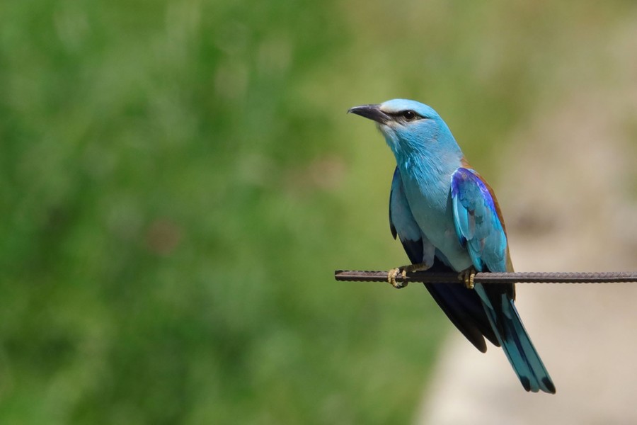 Птицы турции фото Photos: The Birds of Turkey’s Lake Van - The Atlantic