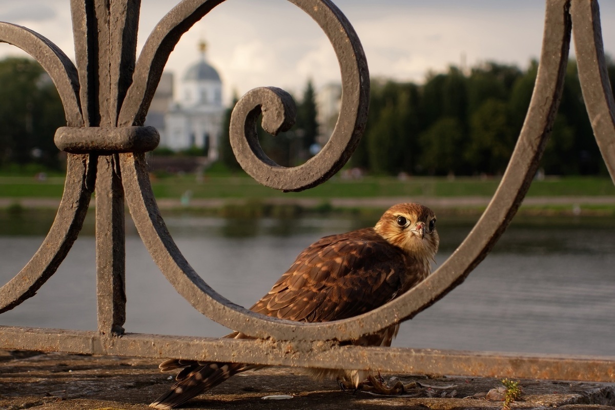 Птицы твери фото В тверском городском саду сфотографировали самку мелкого сокола - МК Тверь