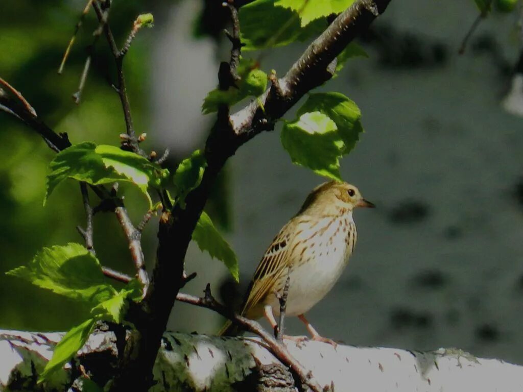 Птицы тверской области фото Tree Pipit (Anthus trivialis). Birds of Siberia.