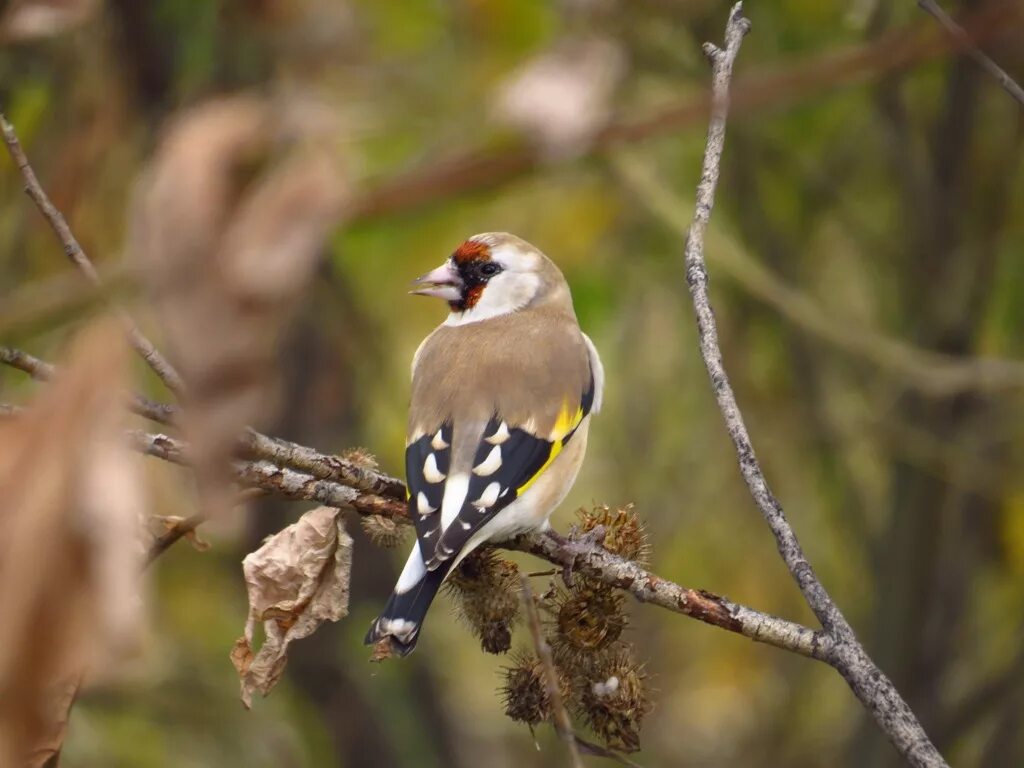 Птицы тверской области с названиями и фото Eurasian Goldfinch (Carduelis carduelis). Birds of Siberia.