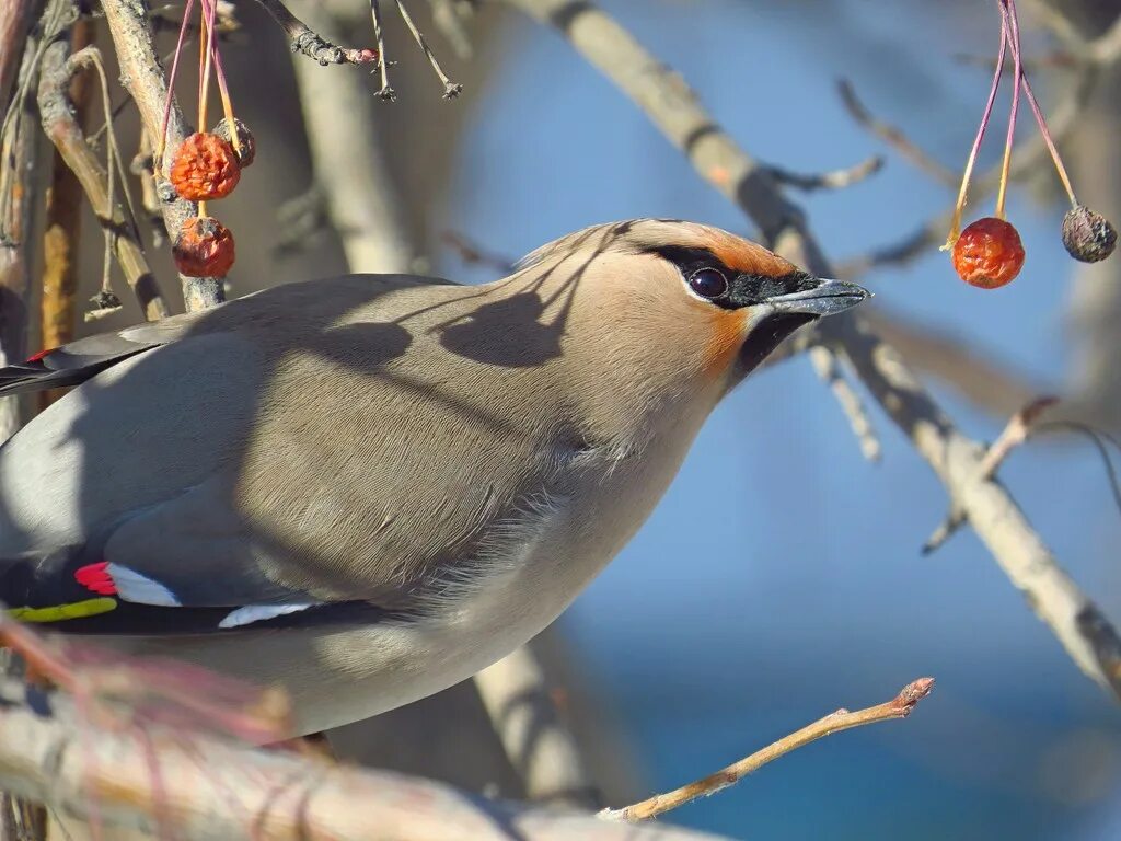 Птицы тюмени фото Bohemian Waxwing (Bombycilla garrulus). Birds of Siberia.