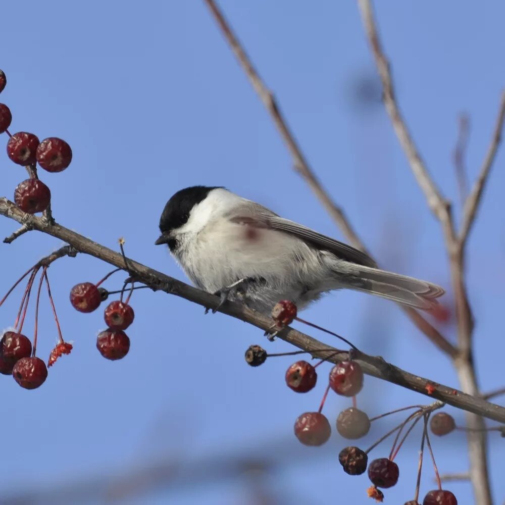 Птицы тюмени фото Willow Tit (Parus montanus). Birds of Siberia.