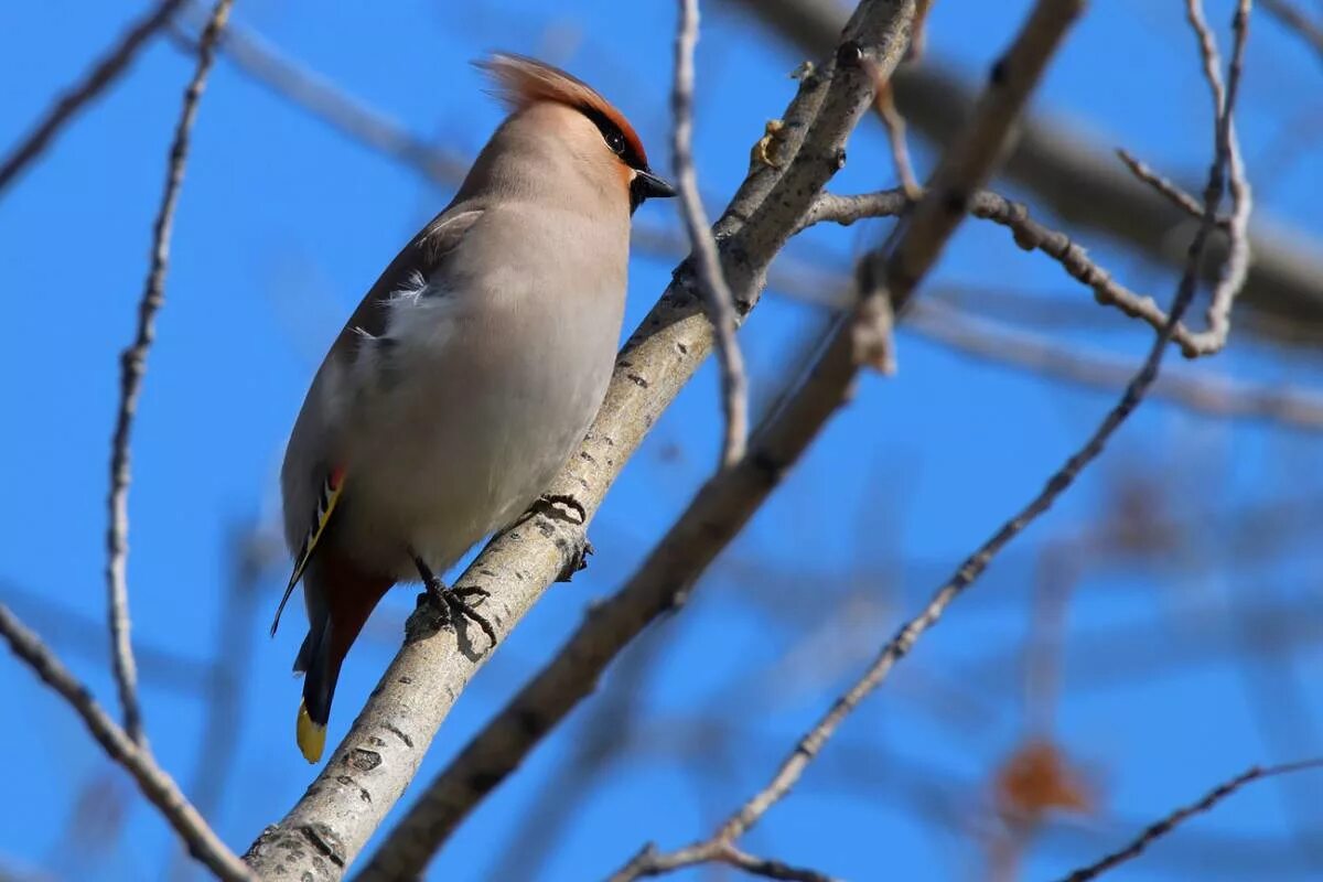 Птицы тюмени фото Свиристель (Bombycilla garrulus). Птицы Сибири.