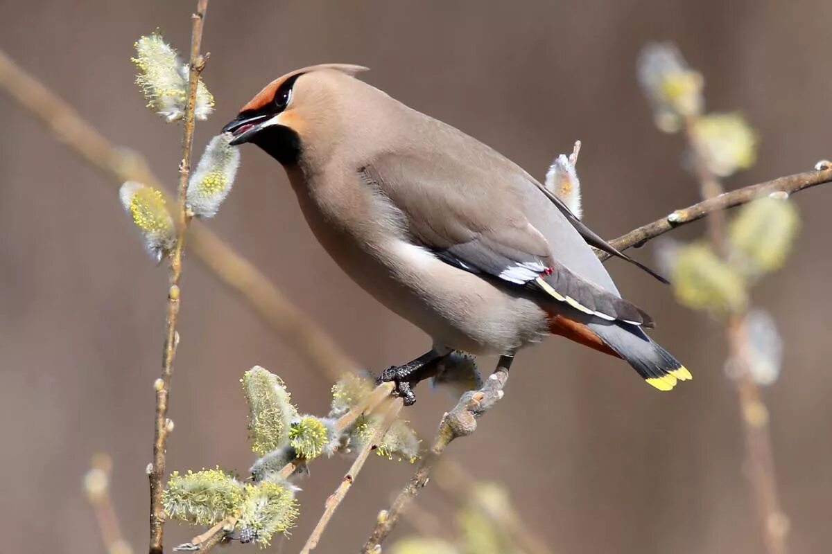 Птицы тюмени фото Bohemian Waxwing (Bombycilla garrulus). Birds of Siberia.