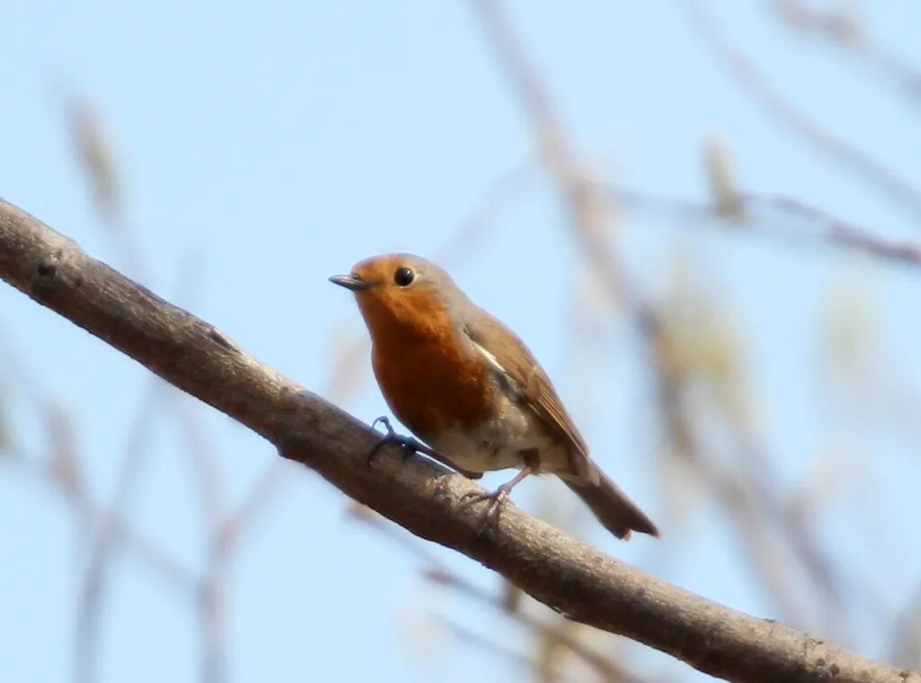 Птицы тюмени фото с названиями Зарянка (Erithacus rubecula). Птицы Сибири.