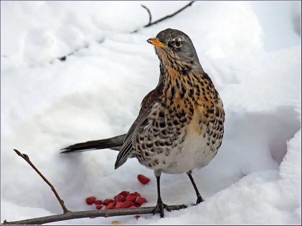 Птицы удмуртии фото и описание Drozd rowan Photo: Viktor Kolmogorov #Удмуртия #птицы #дрозды Клуб Я Ижевск Удму