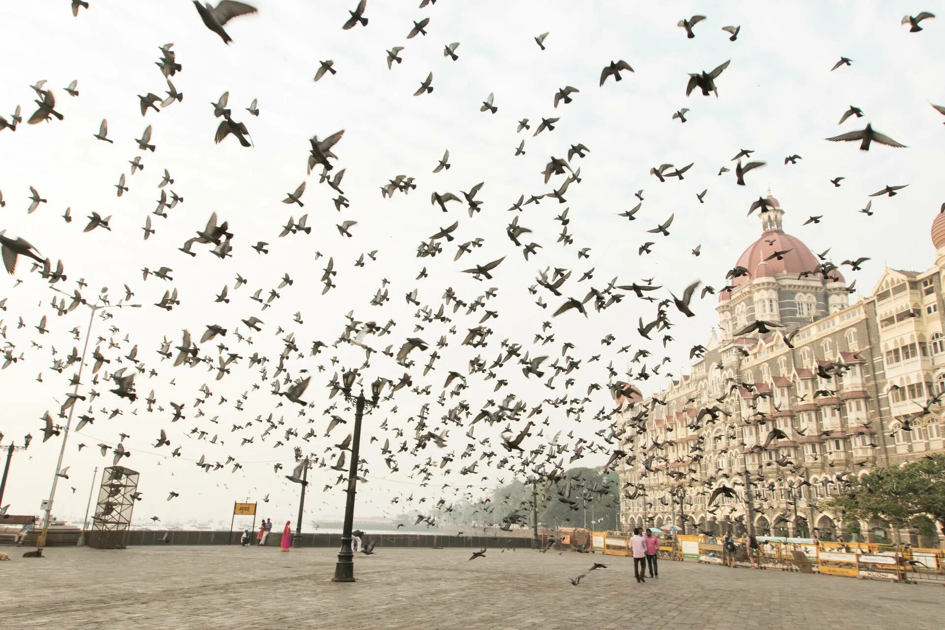 Птицы ул ленина 75 фото Download Taj Mahal Palace Mumbai Pigeons Wallpaper Wallpapers.com