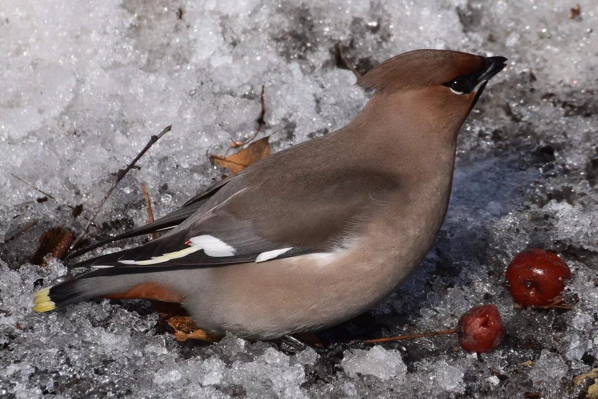 Птицы урала фото Bohemian Waxwing (Bombycilla garrulus). Birds of Siberia.