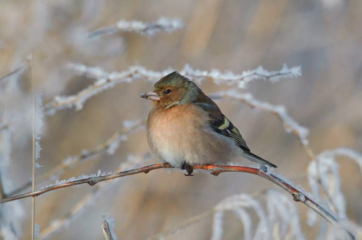 Птицы урала фото Common Chaffinch (Fringilla coelebs). Birds of Siberia.