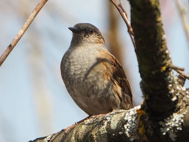 Птицы урала фото с названиями свердловская Лесная завирушка (Prunella modularis) Автор: Катя Глухова 2023 Орнитология. Птиц