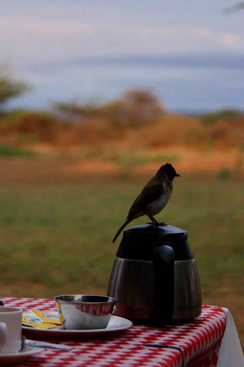 Птицы утром фото Download free photo of Bird,teapot,cup,breakfast,early - from needpix.com