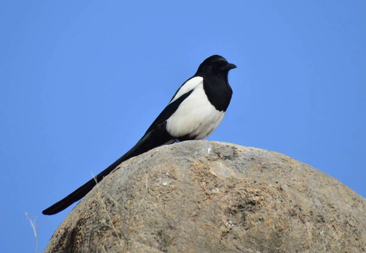 Птицы узбекистана фото Black-billed Magpie (Pica pica). Birds of Uzbekistan.