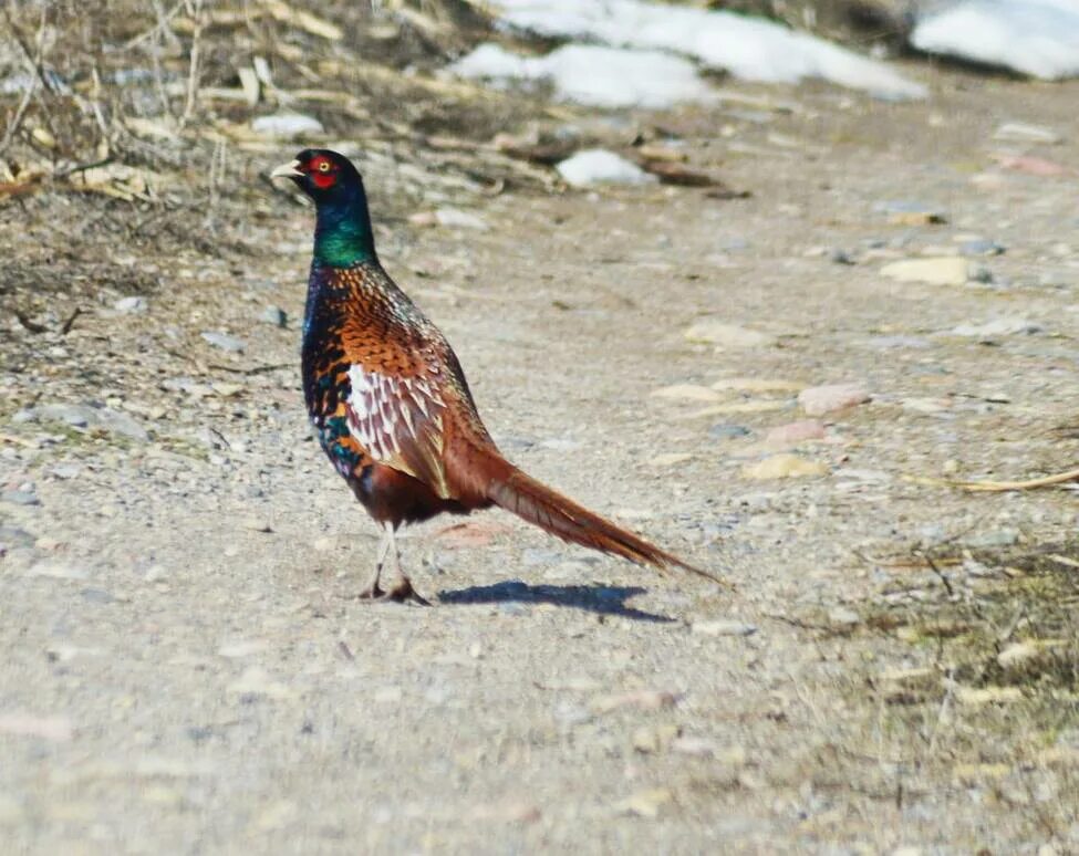 Птицы узбекистана фото Common Pheasant (Phasianus colchicus). Birds of Uzbekistan.