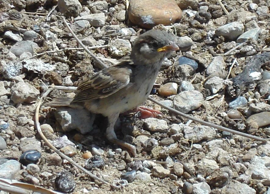 Птицы узбекистана фото Indian Sparrow (Passer indicus). Birds of Uzbekistan.