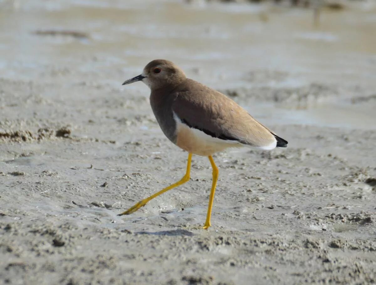 Птицы узбекистана фото White-tailed Lapwing (Vanellochettusia leucura). Birds of Uzbekistan.