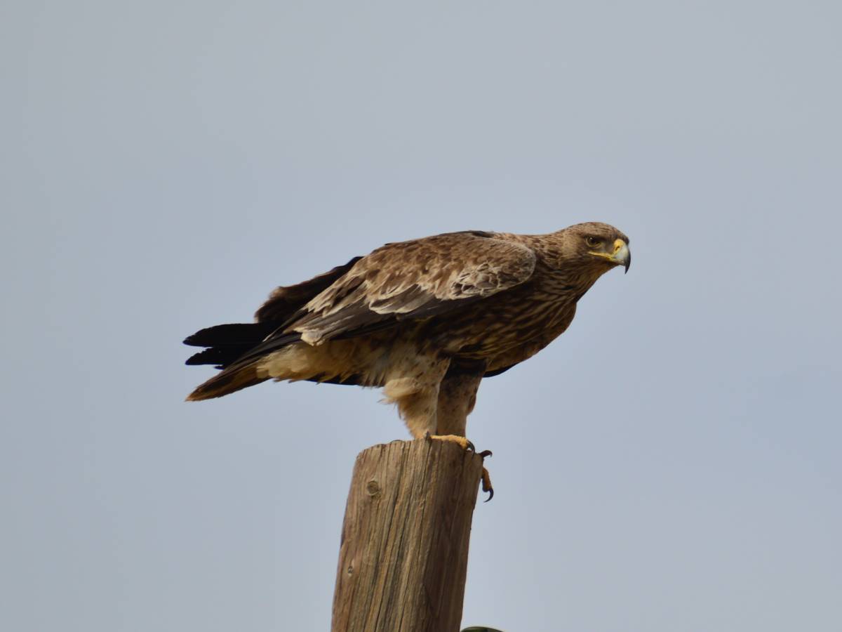 Птицы узбекистана фото Eastern Imperial Eagle (Aquila heliaca). Birds of Uzbekistan.