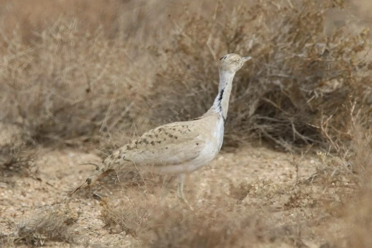 Птицы узбекистана фото Macqueen's Bustard (Chlamydotis macqueenii). Birds of Uzbekistan.