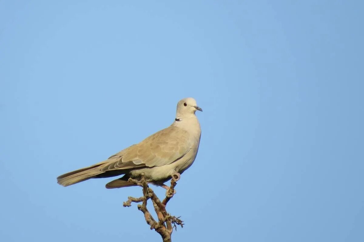 Птицы узбекистана названия фото Eurasian Collared Dove (Streptopelia decaocto). Birds of Uzbekistan.