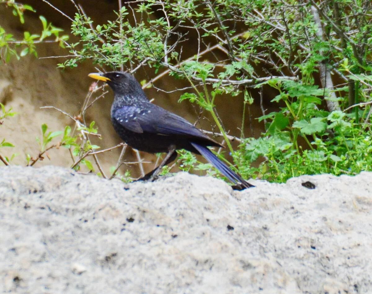 Птицы узбекистана названия фото Blue Whistling Thrush (Myophonus caeruleus). Birds of Uzbekistan.