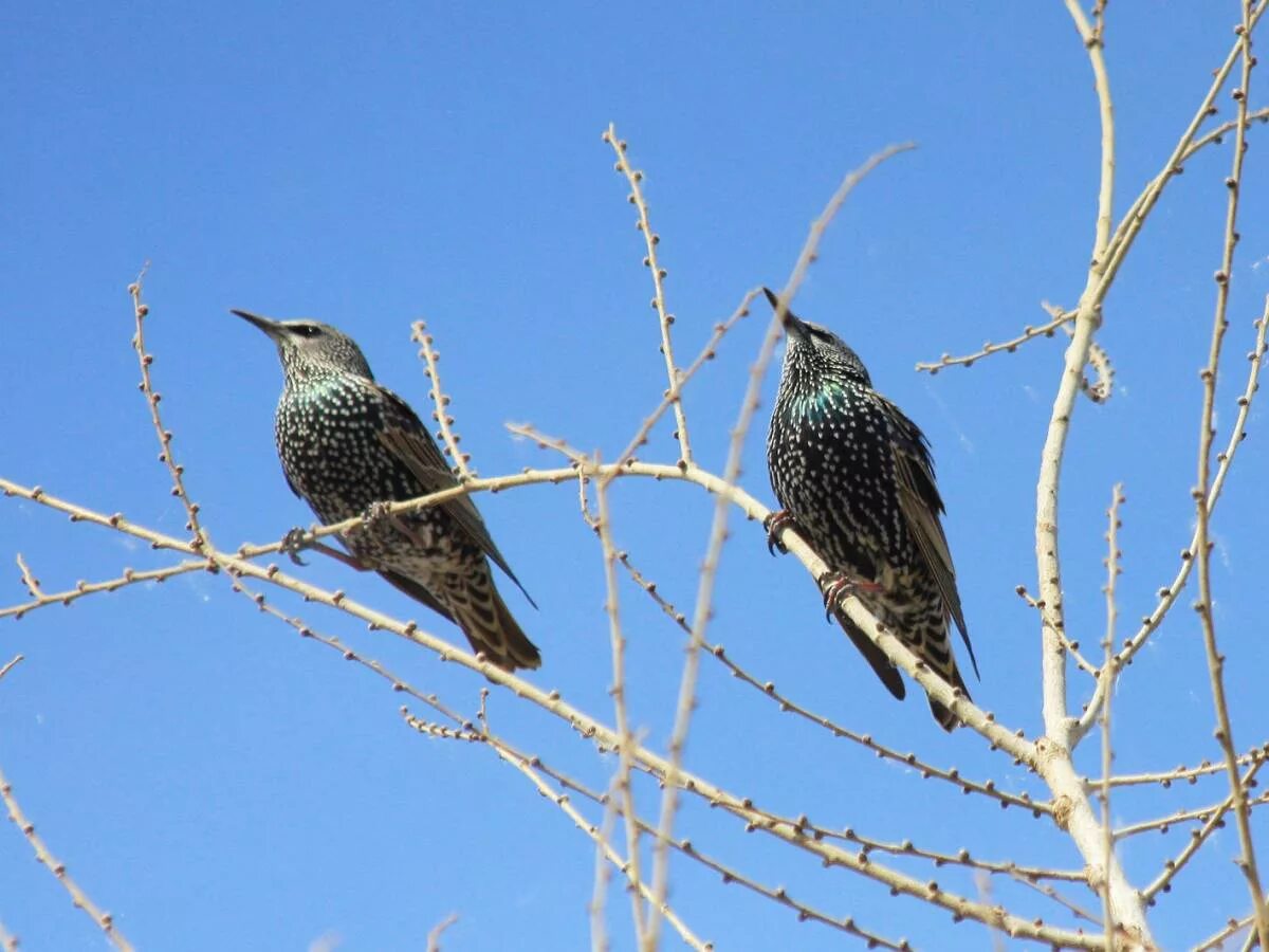 Птицы узбекистана названия фото Скворец (Sturnus vulgaris). Птицы Узбекистана.