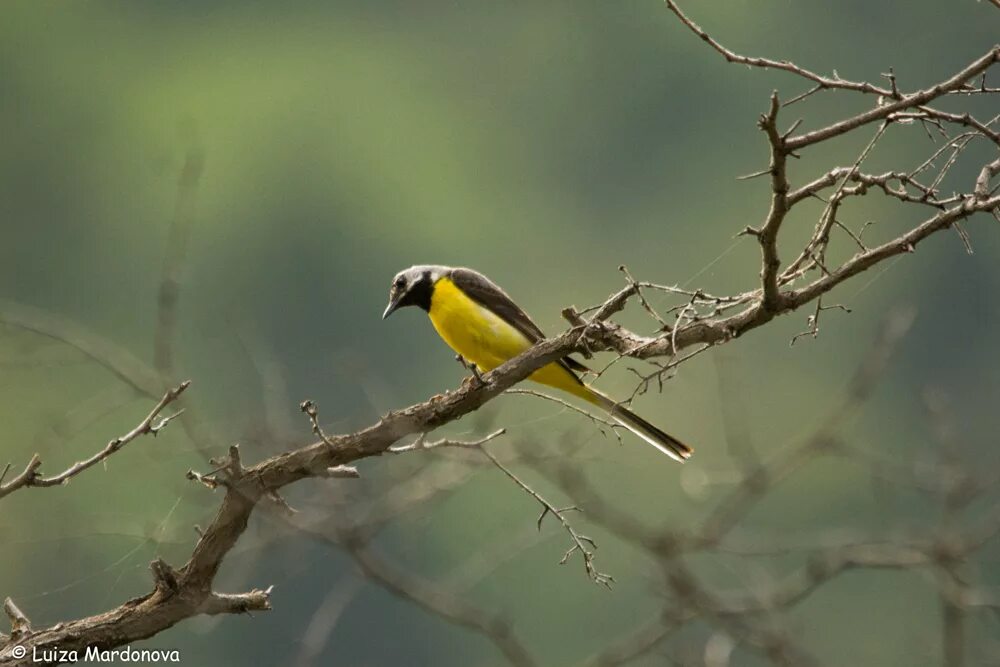 Птицы узбекистана названия фото Grey Wagtail (Motacilla cinerea). Birds of Uzbekistan.