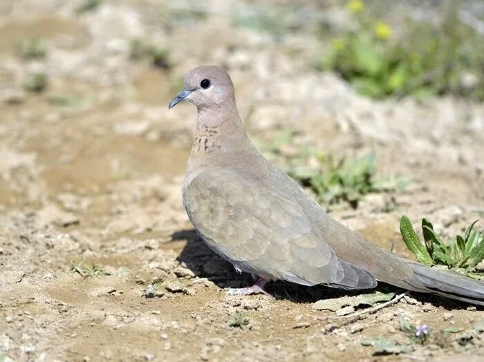 Птицы узбекистана названия фото Birds.uz - Птицы Узбекистана