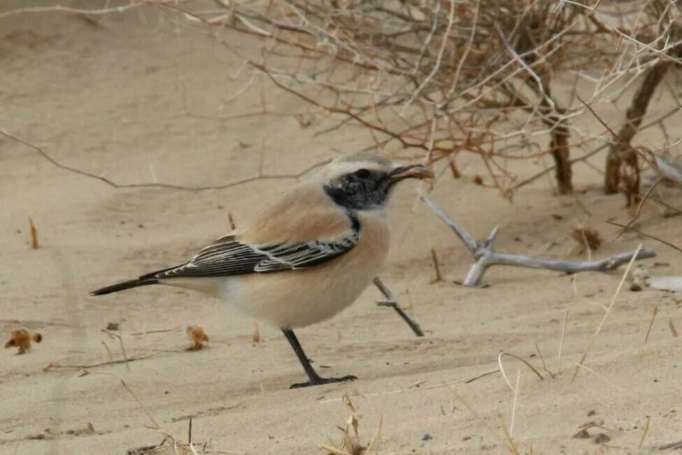 Птицы узбекистана названия фото Desert Wheatear (Oenanthe deserti). Birds of Uzbekistan.