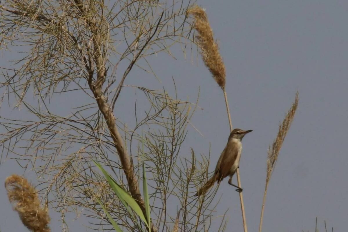 Птицы узбекистана названия фото Туркестанская камышевка (Acrocephalus stentoreus). Птицы Узбекистана.